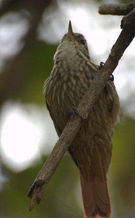 Photo (1): Streaked Xenops