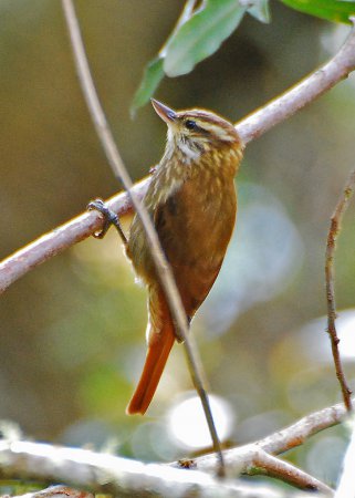 Photo (3): Streaked Xenops