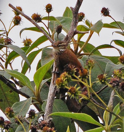 Photo (5): Streaked Xenops