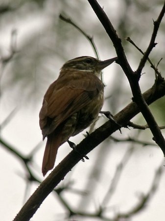 Photo (6): Streaked Xenops