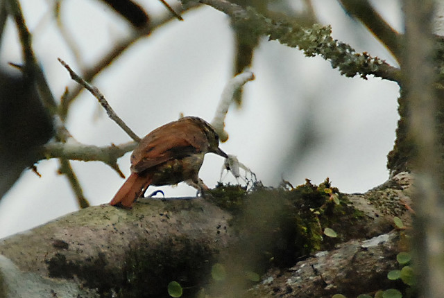 Photo (1): Slender-billed Xenops
