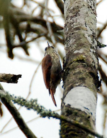 Photo (3): Slender-billed Xenops