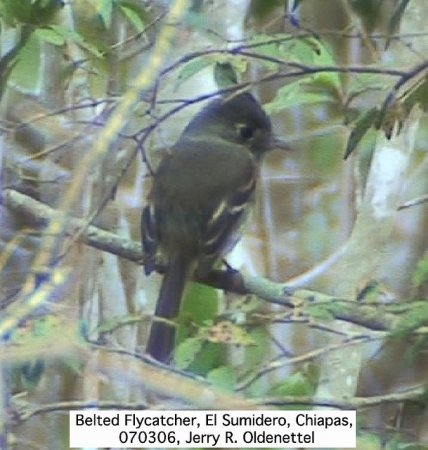 Photo (2): Belted Flycatcher