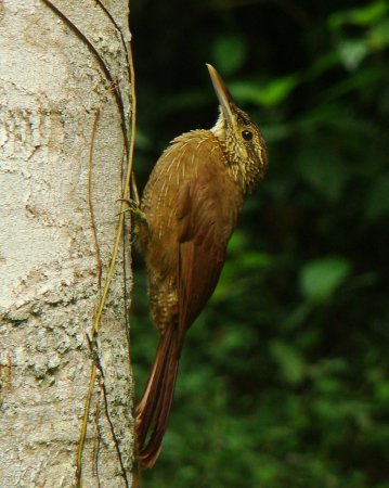 Photo (1): Strong-billed Woodcreeper