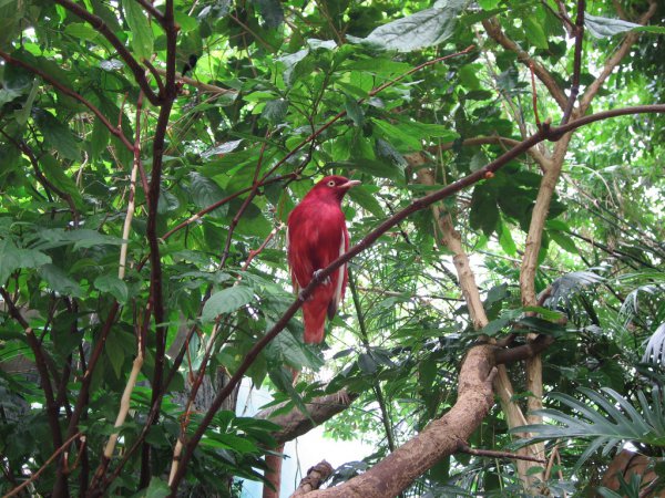 Photo (2): Pompadour Cotinga