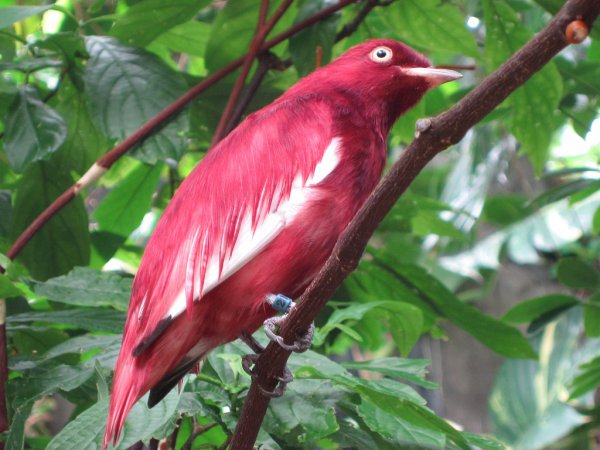 Photo (1): Pompadour Cotinga