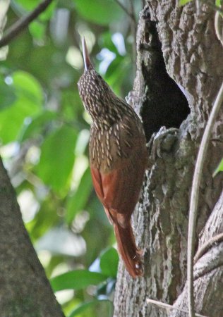 Photo (6): Ivory-billed Woodcreeper