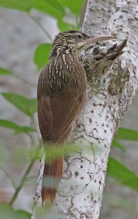 Photo (2): Ivory-billed Woodcreeper