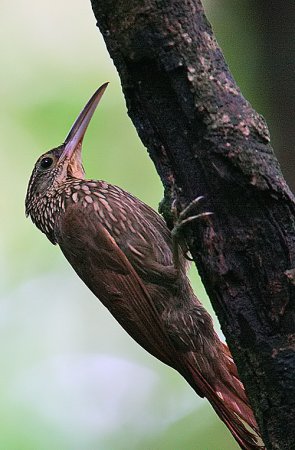 Photo (1): Ivory-billed Woodcreeper