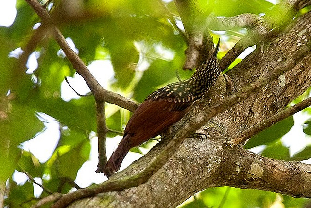 Photo (4): Black-striped Woodcreeper