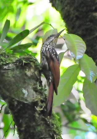 Photo (3): Black-striped Woodcreeper