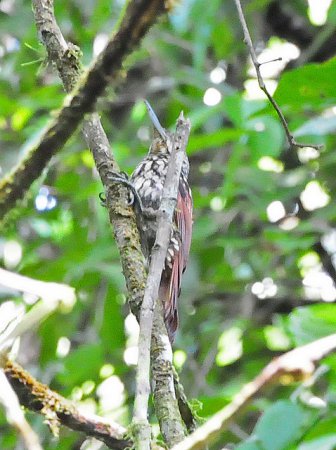 Photo (5): Black-striped Woodcreeper