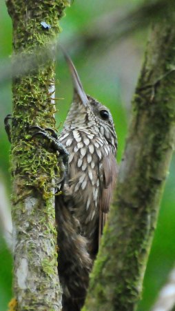 Photo (1): Black-striped Woodcreeper