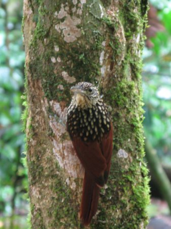 Photo (2): Black-striped Woodcreeper