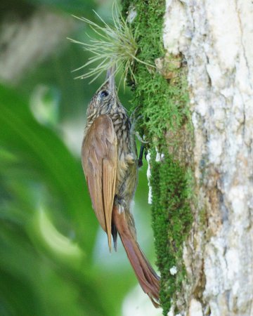 Photo (3): Cocoa Woodcreeper