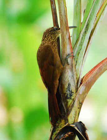 Photo (6): Cocoa Woodcreeper