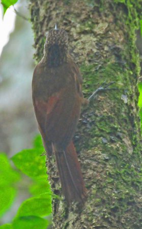 Photo (9): Cocoa Woodcreeper