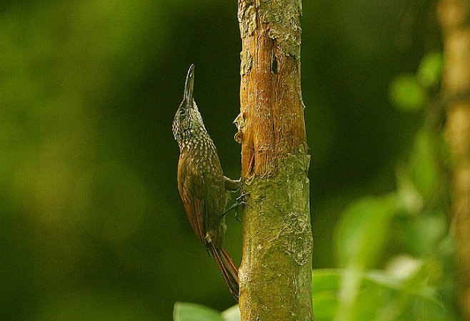 Photo (7): Cocoa Woodcreeper