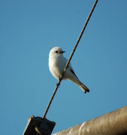 Photo (8): White Monjita