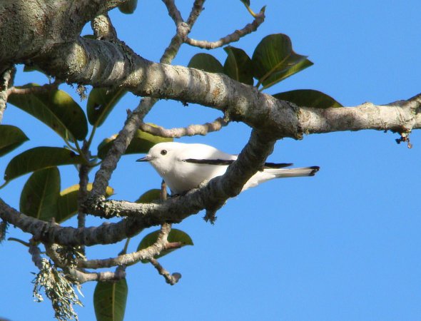 Photo (3): White Monjita