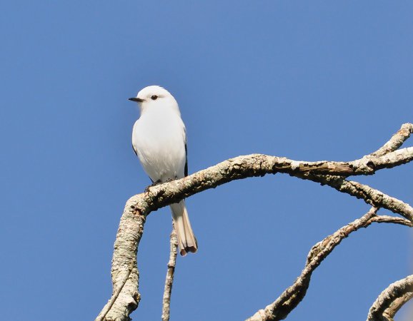 Photo (2): White Monjita