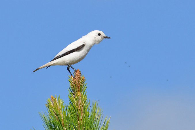 Photo (7): White Monjita