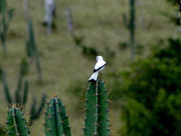 Photo (6): White Monjita