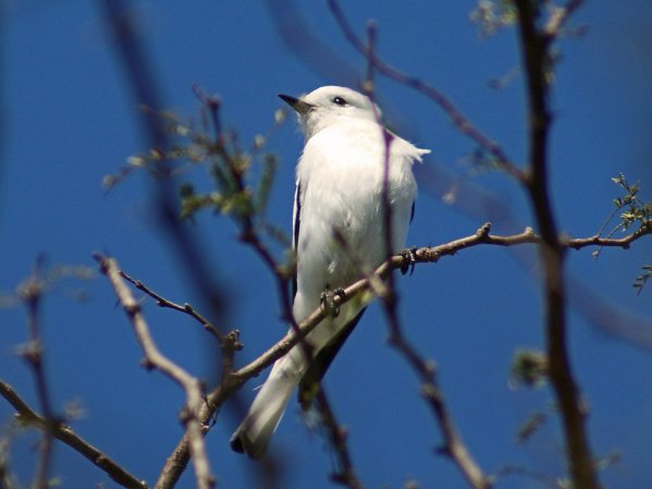 Photo (4): White Monjita