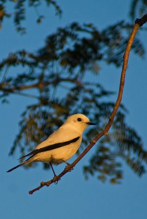 Photo (1): White Monjita