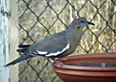 Photo (26): White-winged Dove
