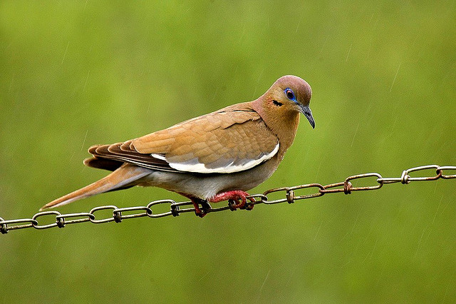Photo (18): White-winged Dove