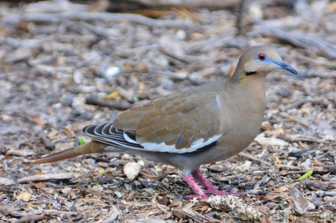 Photo (17): White-winged Dove