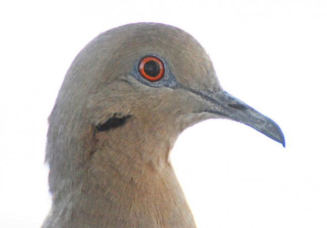 Photo (21): White-winged Dove