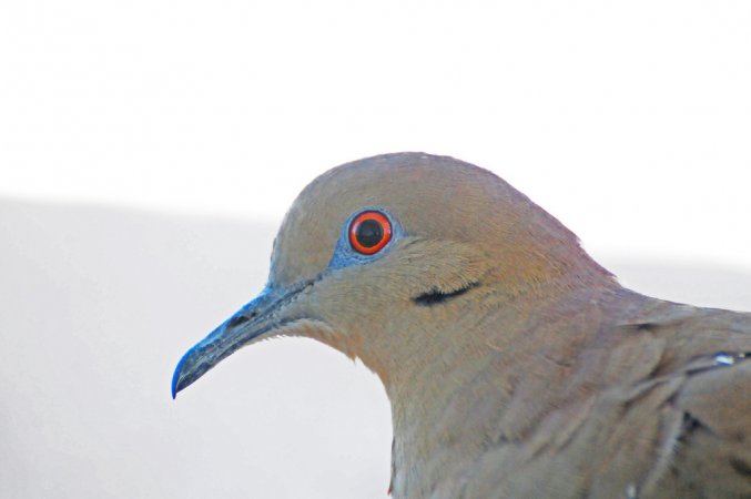 Photo (22): White-winged Dove