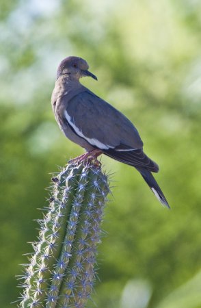 Photo (28): White-winged Dove