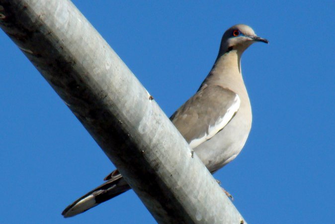 Photo (25): White-winged Dove