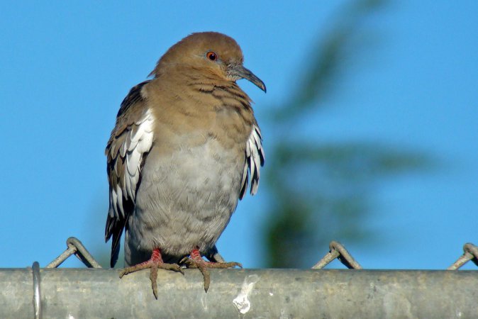 Photo (27): White-winged Dove