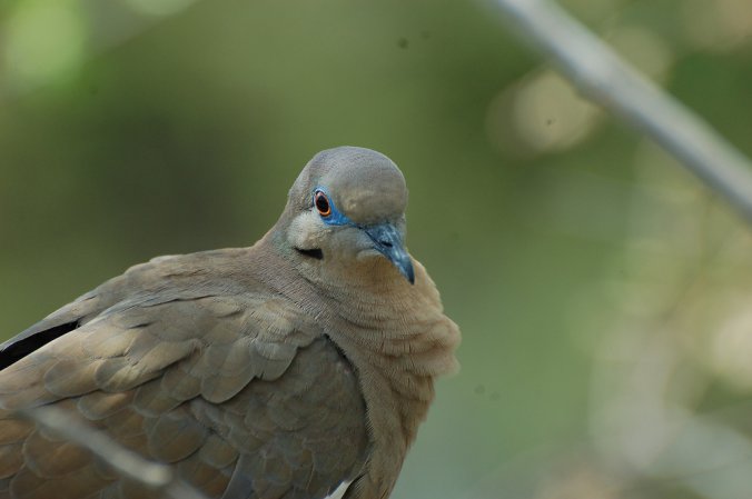 Photo (24): White-winged Dove