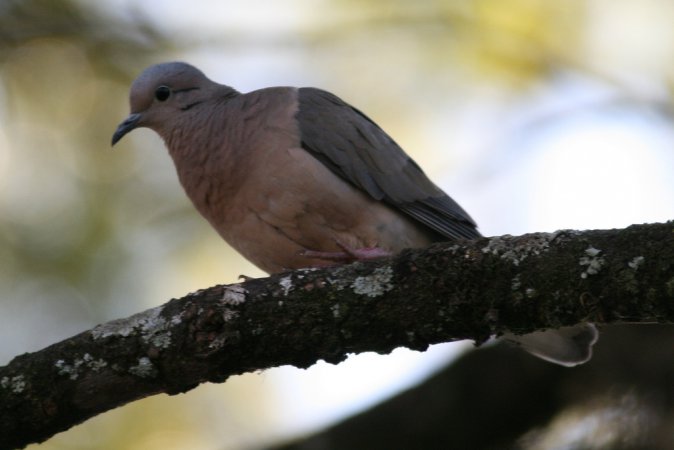 Photo (8): Eared Dove
