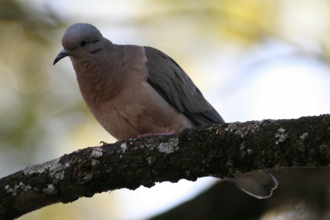 Photo (11): Eared Dove