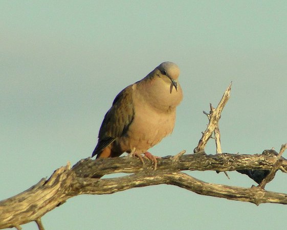 Photo (10): Eared Dove