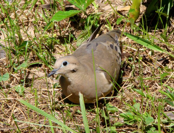 Photo (7): Eared Dove