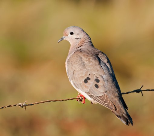 Photo (1): Eared Dove