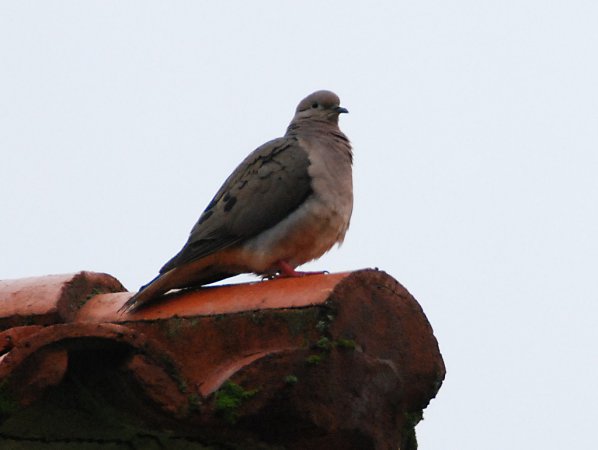 Photo (14): Eared Dove