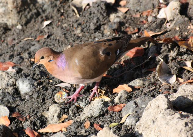 Photo (1): Zenaida Dove