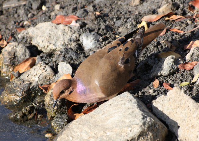 Photo (9): Zenaida Dove