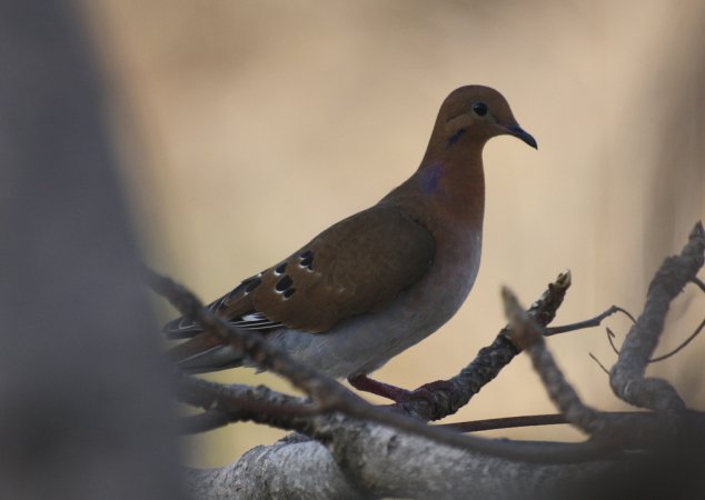 Photo (7): Zenaida Dove