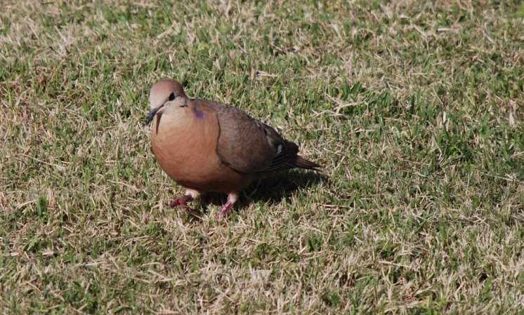 Photo (2): Zenaida Dove