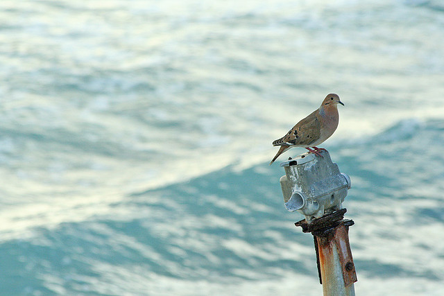 Photo (8): Zenaida Dove