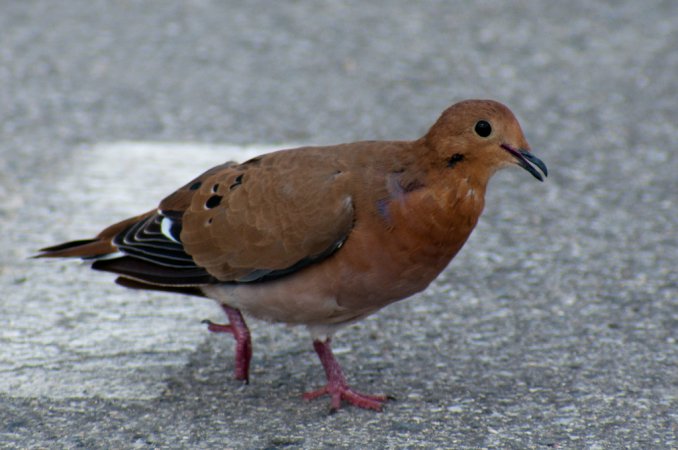 Photo (5): Zenaida Dove